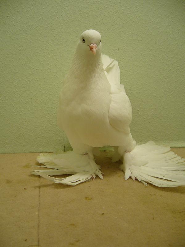 Munster 2009 799.jpg - HV 96 E  von Lena Grotegut auf Altholländische Tümmler, weiss